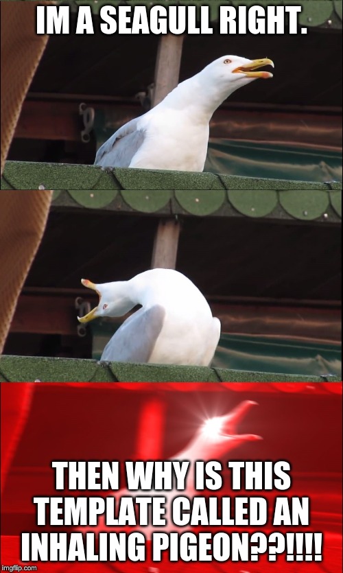Inhaling Pigeon | IM A SEAGULL RIGHT. THEN WHY IS THIS TEMPLATE CALLED AN INHALING PIGEON??!!!! | image tagged in inhaling pigeon | made w/ Imgflip meme maker