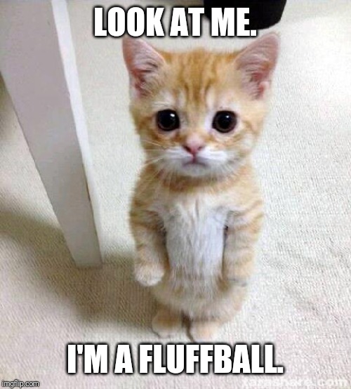 Cute Cat | LOOK AT ME. I'M A FLUFFBALL. | image tagged in memes,cute cat | made w/ Imgflip meme maker