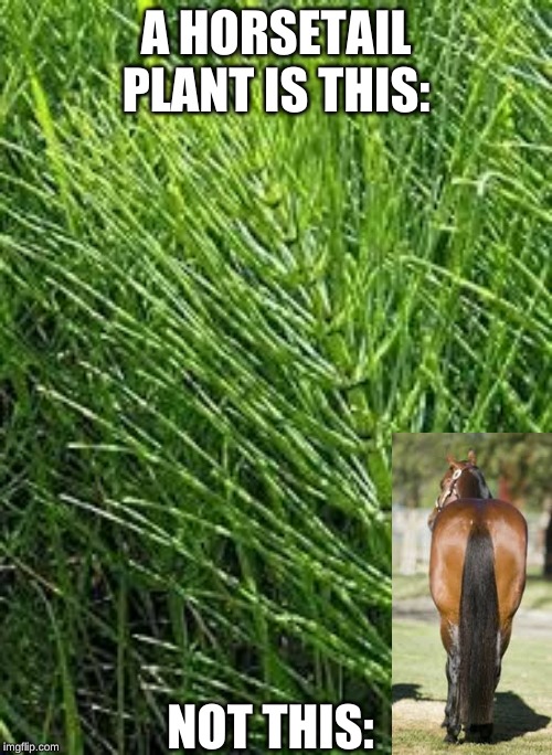 A HORSETAIL PLANT IS THIS:; NOT THIS: | made w/ Imgflip meme maker