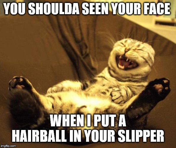 laughing cat | YOU SHOULDA SEEN YOUR FACE; WHEN I PUT A HAIRBALL IN YOUR SLIPPER | image tagged in laughing cat | made w/ Imgflip meme maker