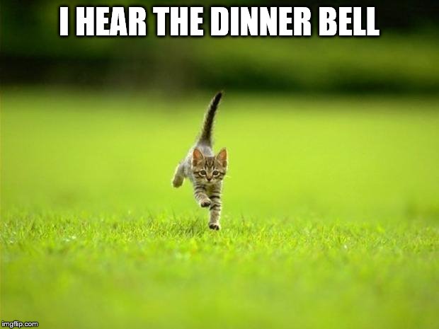 Running Cat | I HEAR THE DINNER BELL | image tagged in running cat | made w/ Imgflip meme maker