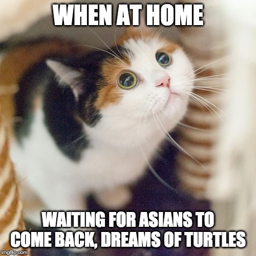 WHEN AT HOME; WAITING FOR ASIANS TO COME BACK, DREAMS OF TURTLES | image tagged in asian,turtle,cats | made w/ Imgflip meme maker