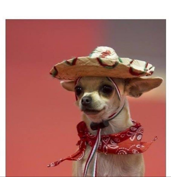 High Quality Spanish Dog Blank Meme Template