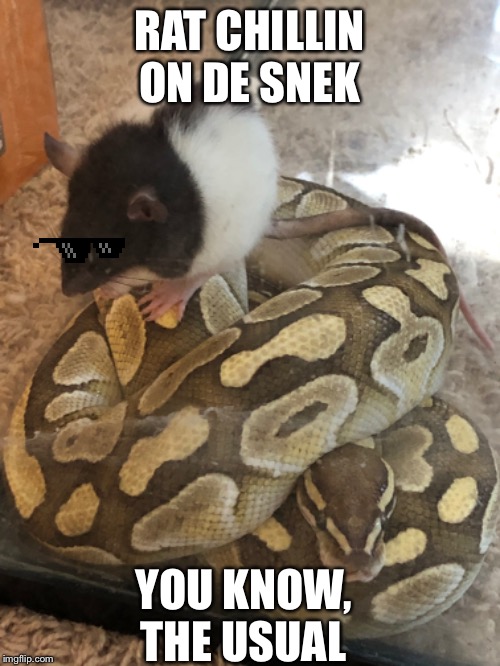 RAT CHILLIN ON DE SNEK; YOU KNOW, THE USUAL | made w/ Imgflip meme maker