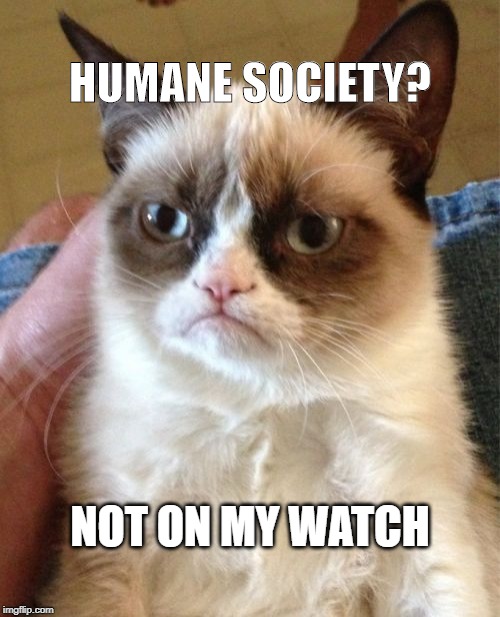 Grumpy Cat Meme | HUMANE SOCIETY? NOT ON MY WATCH | image tagged in memes,grumpy cat | made w/ Imgflip meme maker