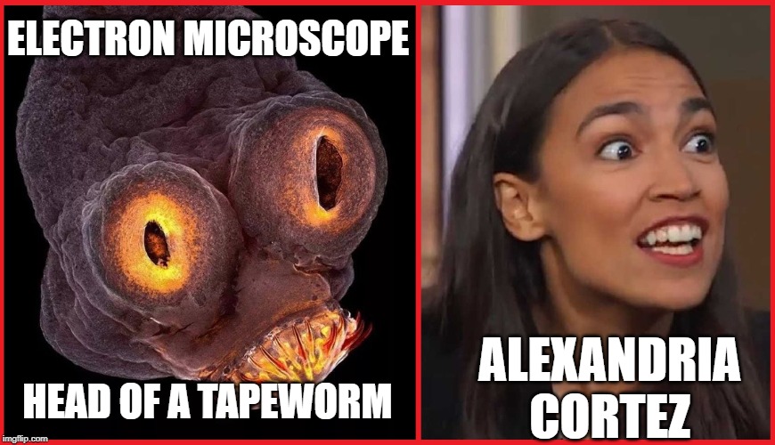 Tapeworm vs AOC | ELECTRON MICROSCOPE
 
 
 
 
 
 
 






  HEAD OF A TAPEWORM; ALEXANDRIA
CORTEZ | image tagged in tapeworm vs aoc | made w/ Imgflip meme maker