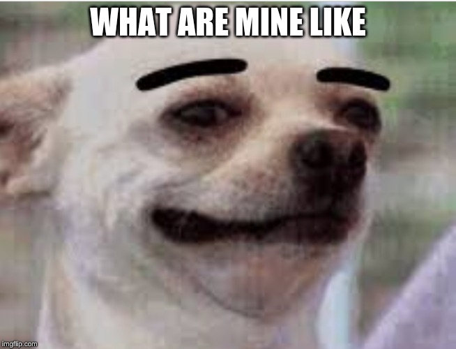 Thick eyebrows dog | WHAT ARE MINE LIKE | image tagged in thick eyebrows dog | made w/ Imgflip meme maker