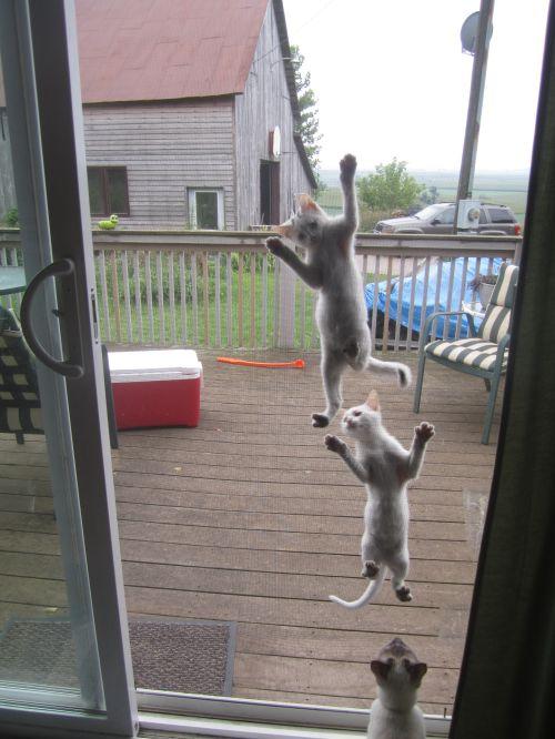 image tagged in cats,animals
