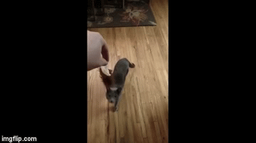 Mine!!! | image tagged in gifs,funny pets | made w/ Imgflip video-to-gif maker
