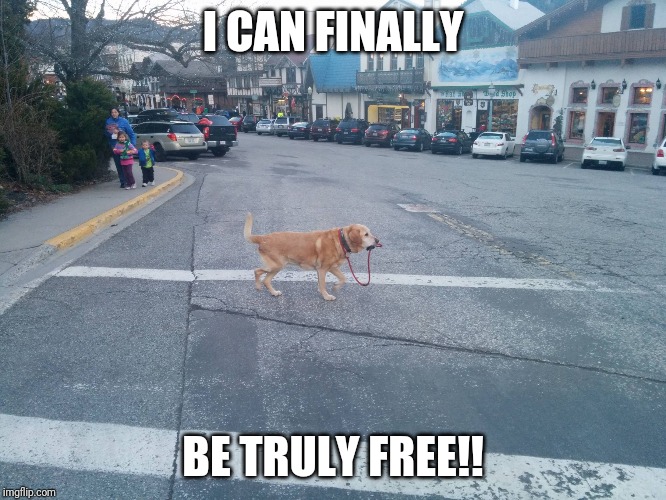 Dog walking itself | I CAN FINALLY; BE TRULY FREE!! | image tagged in dog walking itself | made w/ Imgflip meme maker