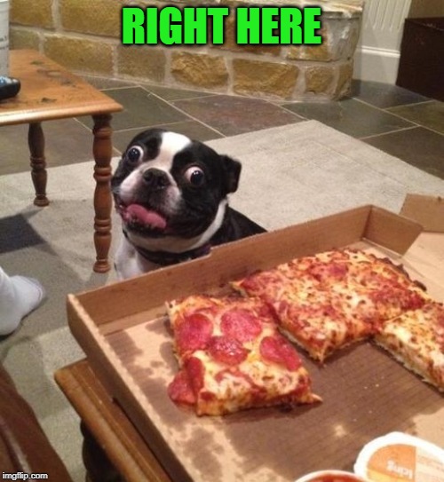 Hungry Pizza Dog | RIGHT HERE | image tagged in hungry pizza dog | made w/ Imgflip meme maker