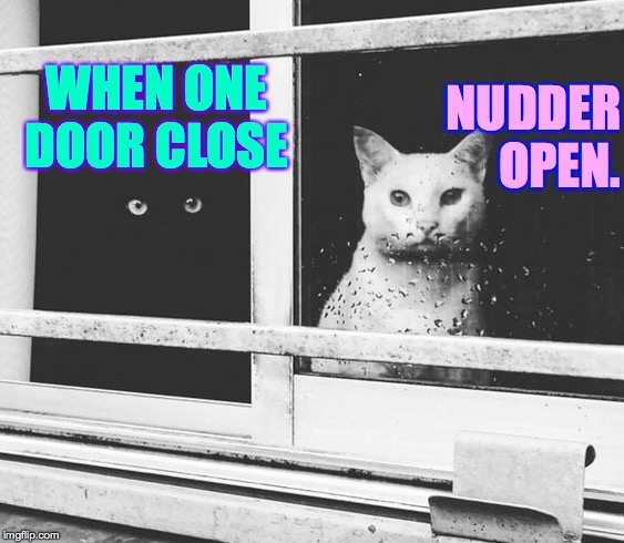 black cat white cat | WHEN ONE DOOR CLOSE NUDDER OPEN. | image tagged in black cat white cat | made w/ Imgflip meme maker