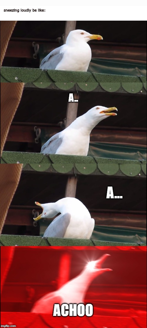 \/ \/ \/ read \/ \/ \/ | sneezing loudly be like:; A.. A... ACHOO | image tagged in memes,inhaling seagull,sneeze,sneezing,seagull,inhaling seagull 4 red | made w/ Imgflip meme maker
