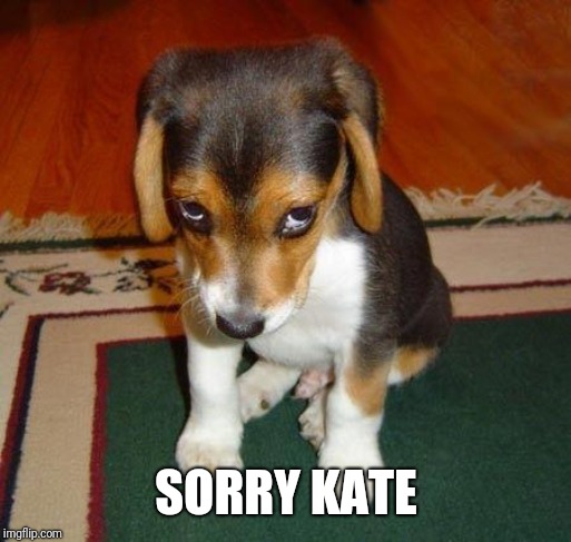 Sad puppy | SORRY KATE | image tagged in sad puppy | made w/ Imgflip meme maker