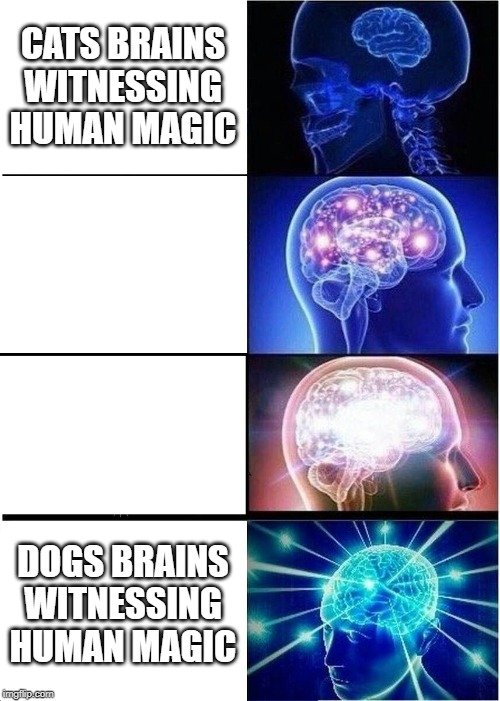 Expanding Brain | CATS BRAINS WITNESSING HUMAN MAGIC; DOGS BRAINS WITNESSING HUMAN MAGIC | image tagged in memes,expanding brain | made w/ Imgflip meme maker