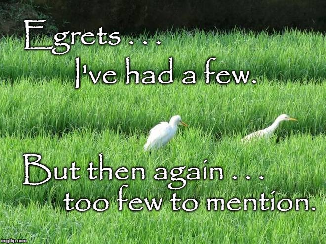 Egrets | Egrets . . . I've had a few. But then again . . . too few to mention. | image tagged in bad pun | made w/ Imgflip meme maker