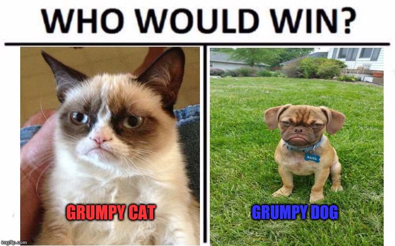 I vote for the doggo | GRUMPY CAT; GRUMPY DOG | image tagged in memes,who would win | made w/ Imgflip meme maker