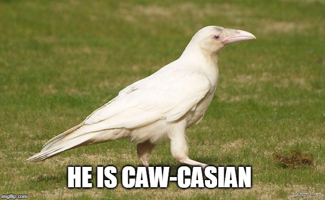 white raven | HE IS CAW-CASIAN | image tagged in raven,corvid,crow | made w/ Imgflip meme maker