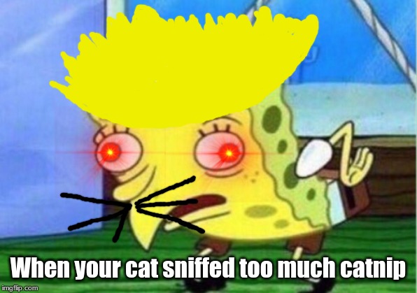 Mocking Spongebob | When your cat sniffed too much catnip | image tagged in memes,mocking spongebob | made w/ Imgflip meme maker