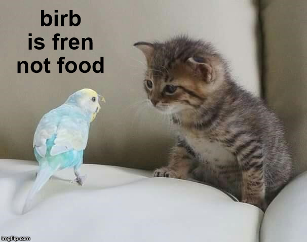 birb is fren not food | made w/ Imgflip meme maker