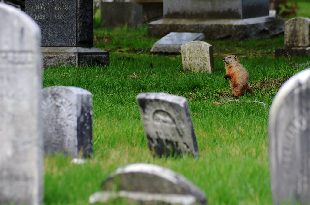 groundhog cemetary Blank Meme Template