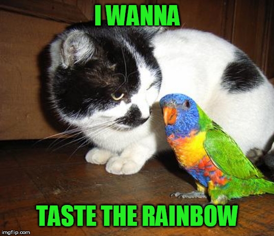 I WANNA TASTE THE RAINBOW | made w/ Imgflip meme maker