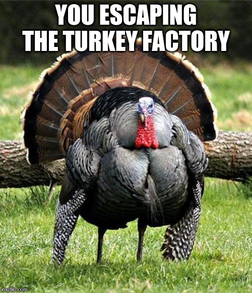 Thanksgiving Day | YOU ESCAPING THE TURKEY FACTORY | image tagged in thanksgiving day | made w/ Imgflip meme maker