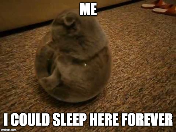 *yawn... | ME; I COULD SLEEP HERE FOREVER | image tagged in yawn | made w/ Imgflip meme maker