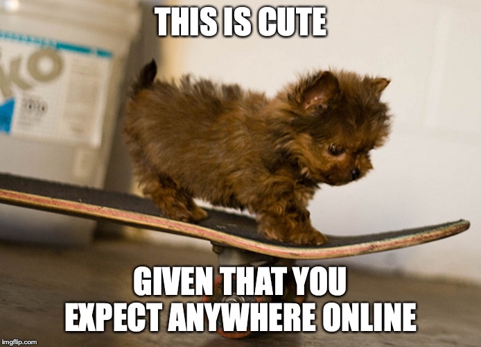 Puppy on Skateboard | THIS IS CUTE; GIVEN THAT YOU EXPECT ANYWHERE ONLINE | image tagged in skateboarding,puppy,memes | made w/ Imgflip meme maker