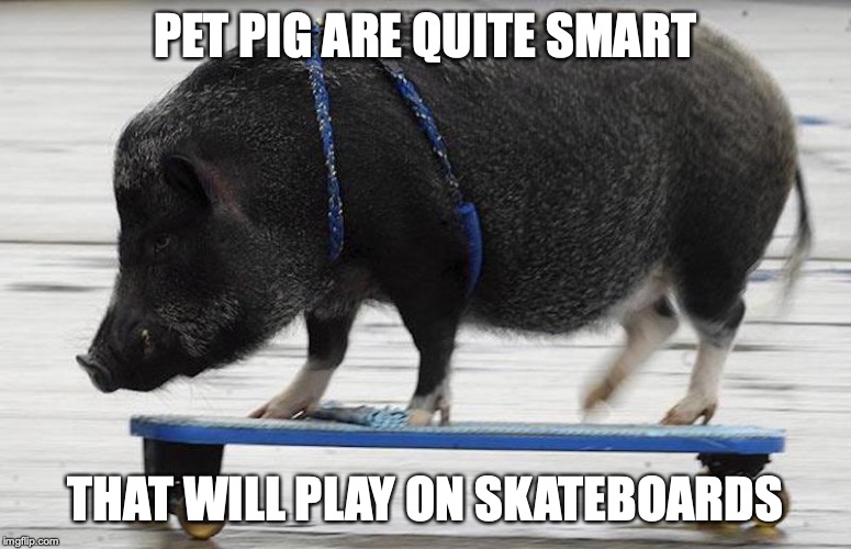 Pig on Skateboard |  PET PIG ARE QUITE SMART; THAT WILL PLAY ON SKATEBOARDS | image tagged in pig,skateboard,memes | made w/ Imgflip meme maker