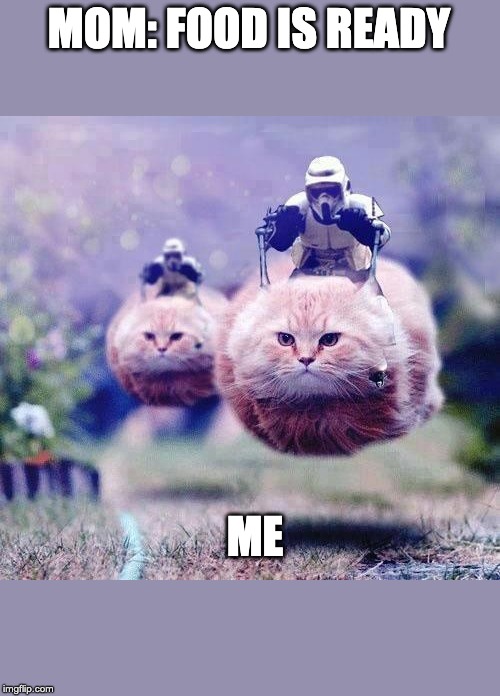 Storm Trooper Cats | MOM: FOOD IS READY; ME | image tagged in storm trooper cats | made w/ Imgflip meme maker