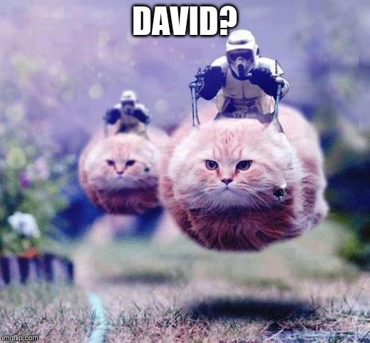 Storm Trooper Cats | DAVID? | image tagged in storm trooper cats | made w/ Imgflip meme maker