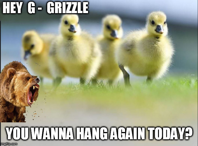 Birds of a FEATHER...... | HEY  G -  GRIZZLE; YOU WANNA HANG AGAIN TODAY? | image tagged in big   bear,babe  ducks,hang out,today,fo  rizzle,yeah | made w/ Imgflip meme maker