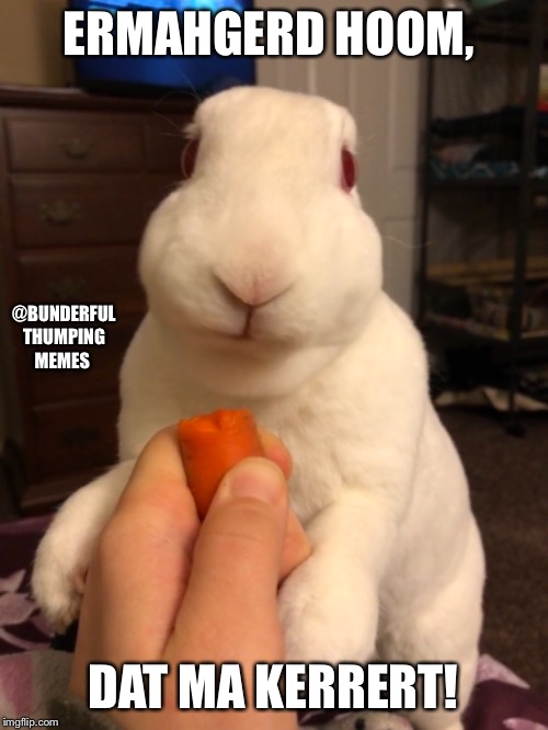 bunny carrot | ERMAHGERD HOOM, @BUNDERFUL THUMPING MEMES; DAT MA KERRERT! | image tagged in bunny,rabbit,carrots | made w/ Imgflip meme maker