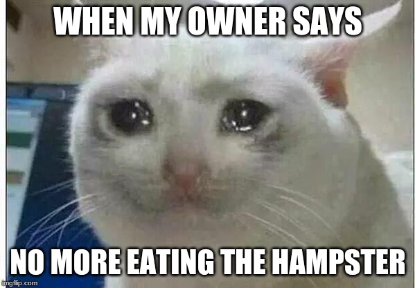 crying cat | WHEN MY OWNER SAYS; NO MORE EATING THE HAMPSTER | image tagged in crying cat | made w/ Imgflip meme maker