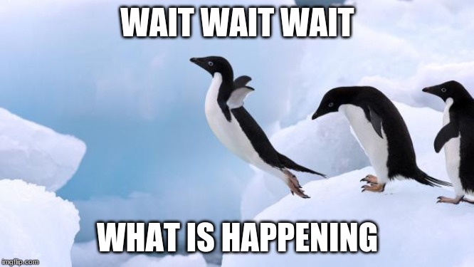 flying penguin | WAIT WAIT WAIT; WHAT IS HAPPENING | image tagged in flying penguin | made w/ Imgflip meme maker