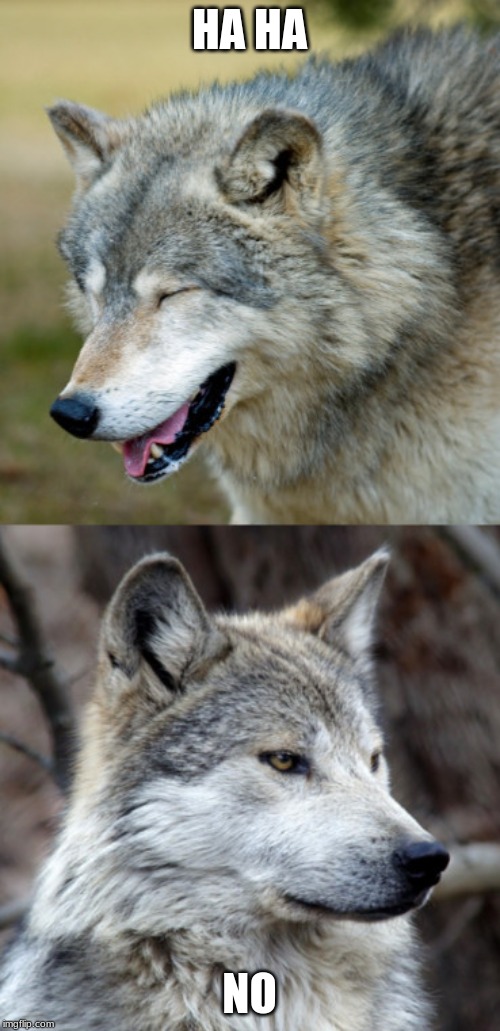 haha-no-wolf | HA HA NO | image tagged in haha-no-wolf | made w/ Imgflip meme maker