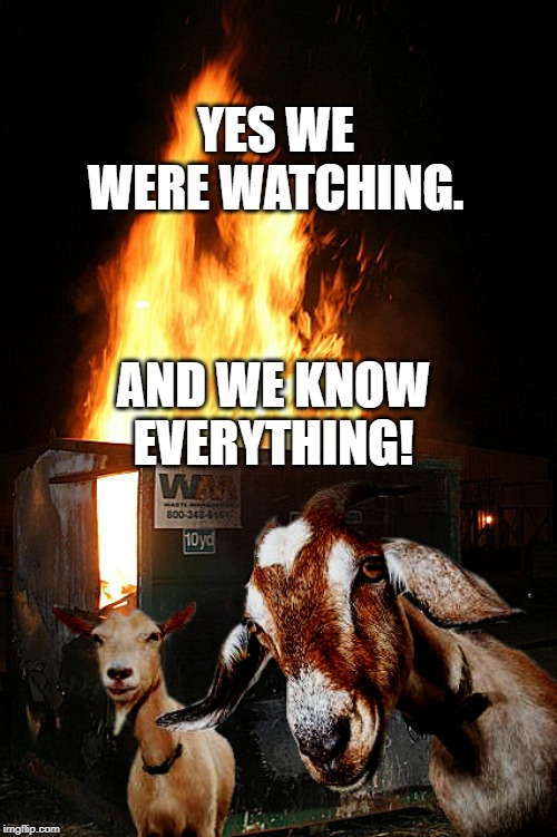 Dumpster Fire Goats | YES WE WERE WATCHING. AND WE KNOW EVERYTHING! | image tagged in dumpster fire goats | made w/ Imgflip meme maker
