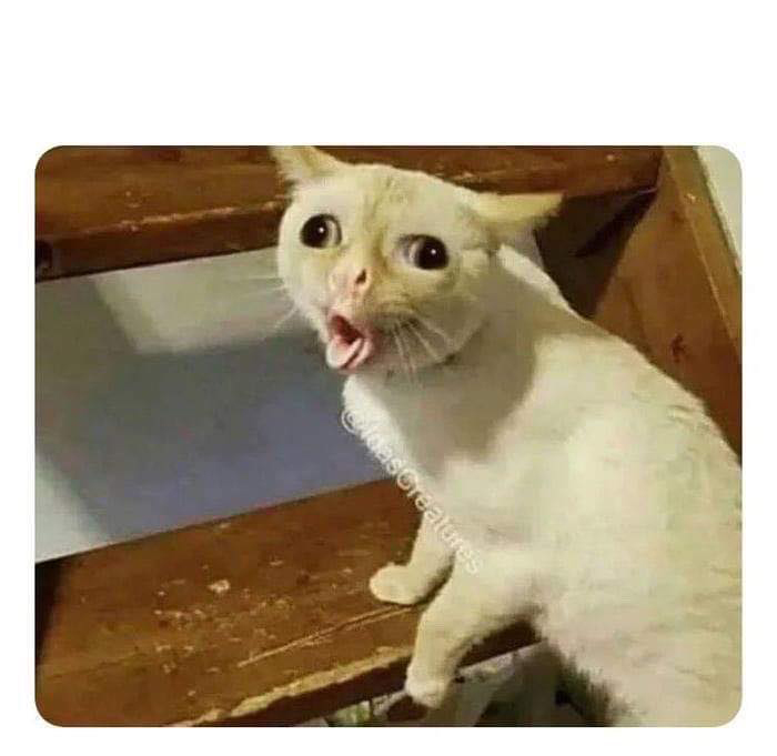High Quality coughing cat meme Blank Meme Template