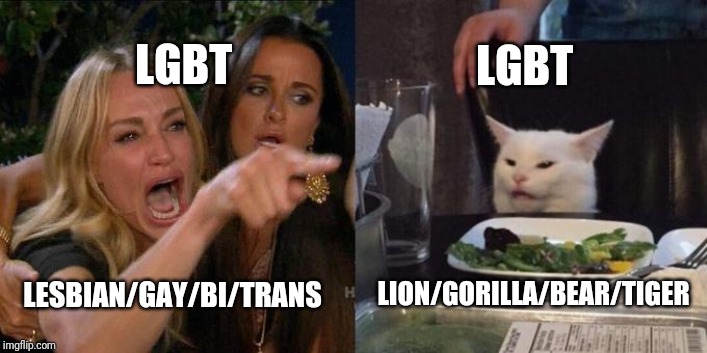 LGBT; LGBT; LION/GORILLA/BEAR/TIGER; LESBIAN/GAY/BI/TRANS | image tagged in lgbt,lesbian,gay,bisexual,transgender,cats | made w/ Imgflip meme maker