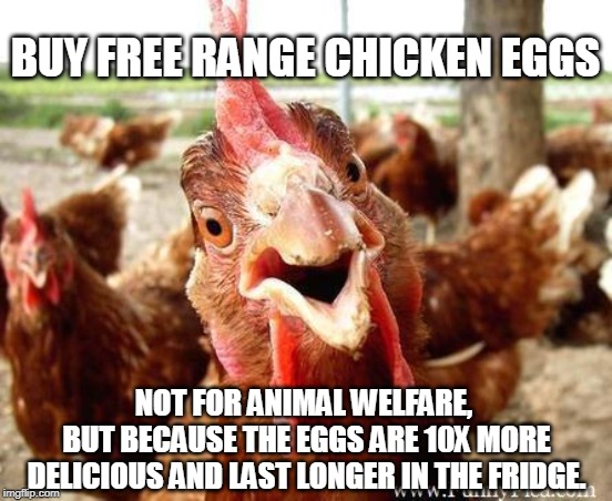 Chicken | BUY FREE RANGE CHICKEN EGGS; NOT FOR ANIMAL WELFARE, 
BUT BECAUSE THE EGGS ARE 10X MORE DELICIOUS AND LAST LONGER IN THE FRIDGE. | image tagged in chicken,AdviceAnimals | made w/ Imgflip meme maker