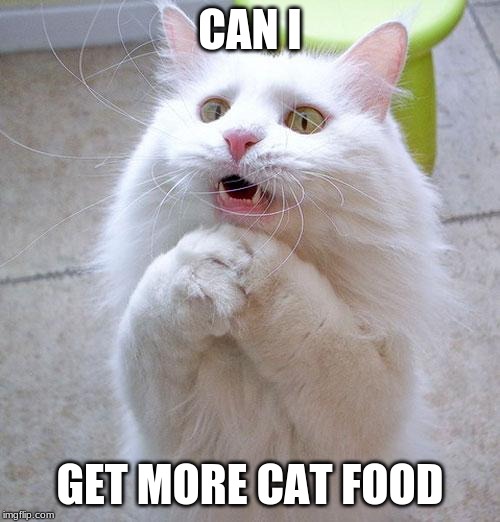 Begging Cat | CAN I; GET MORE CAT FOOD | image tagged in begging cat | made w/ Imgflip meme maker