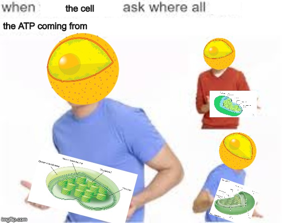 When your parents ask | the cell; the ATP coming from | image tagged in when your parents ask | made w/ Imgflip meme maker