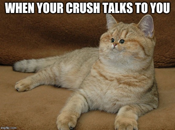 tiny cat face | WHEN YOUR CRUSH TALKS TO YOU | image tagged in tiny cat face | made w/ Imgflip meme maker