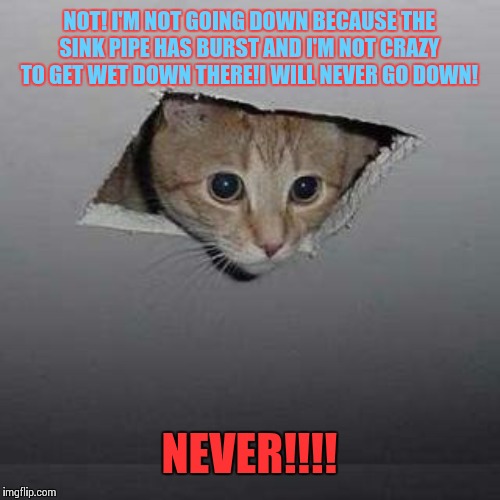 Ceiling Cat Meme | NOT! I'M NOT GOING DOWN BECAUSE THE SINK PIPE HAS BURST AND I'M NOT CRAZY TO GET WET DOWN THERE!I WILL NEVER GO DOWN! NEVER!!!! | image tagged in memes,ceiling cat,embaixo da agua | made w/ Imgflip meme maker