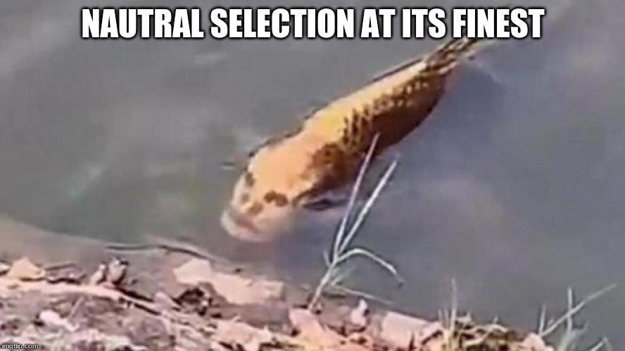 manfish at 12:00 sir | NAUTRAL SELECTION AT ITS FINEST | image tagged in oof | made w/ Imgflip meme maker