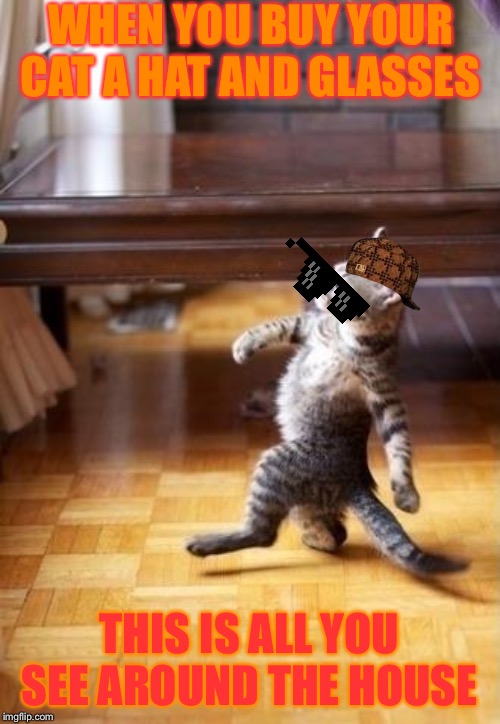 Cool Cat Stroll | WHEN YOU BUY YOUR CAT A HAT AND GLASSES; THIS IS ALL YOU SEE AROUND THE HOUSE | image tagged in memes,cool cat stroll | made w/ Imgflip meme maker
