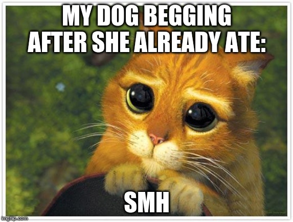 Shrek Cat | MY DOG BEGGING AFTER SHE ALREADY ATE:; SMH | image tagged in memes,shrek cat | made w/ Imgflip meme maker