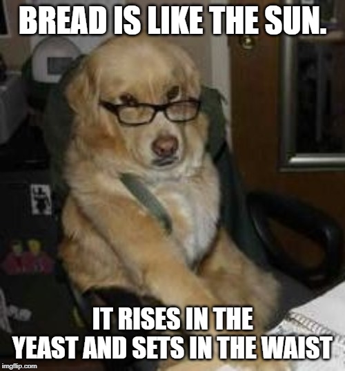 smart dog | BREAD IS LIKE THE SUN. IT RISES IN THE YEAST AND SETS IN THE WAIST | image tagged in smart dog | made w/ Imgflip meme maker