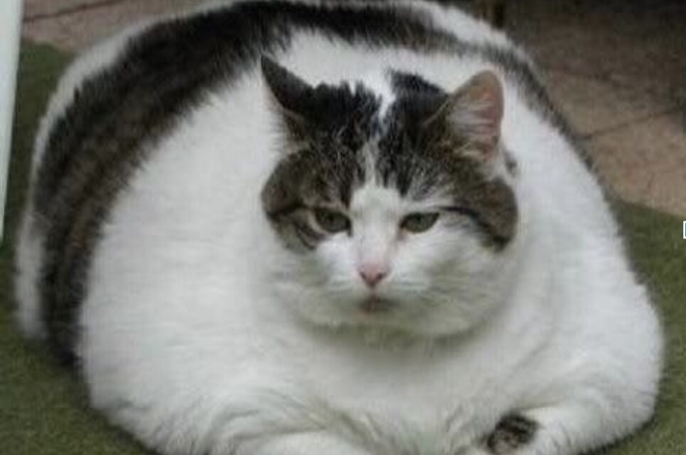 High Quality Fat cat Blank Meme Template